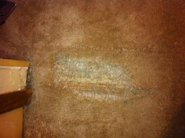 BEFORE: Pet Damaged Carpet